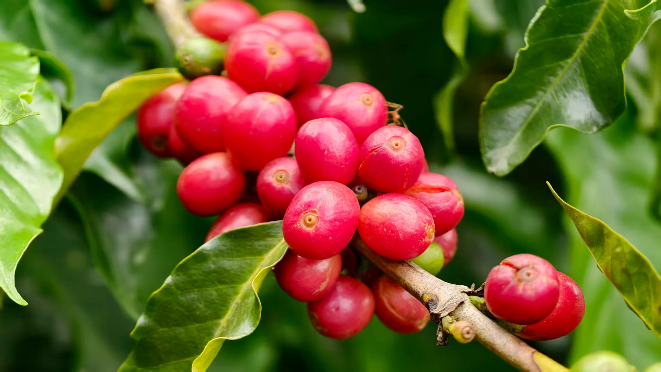Ripe red coffee cherries growing on a branch.