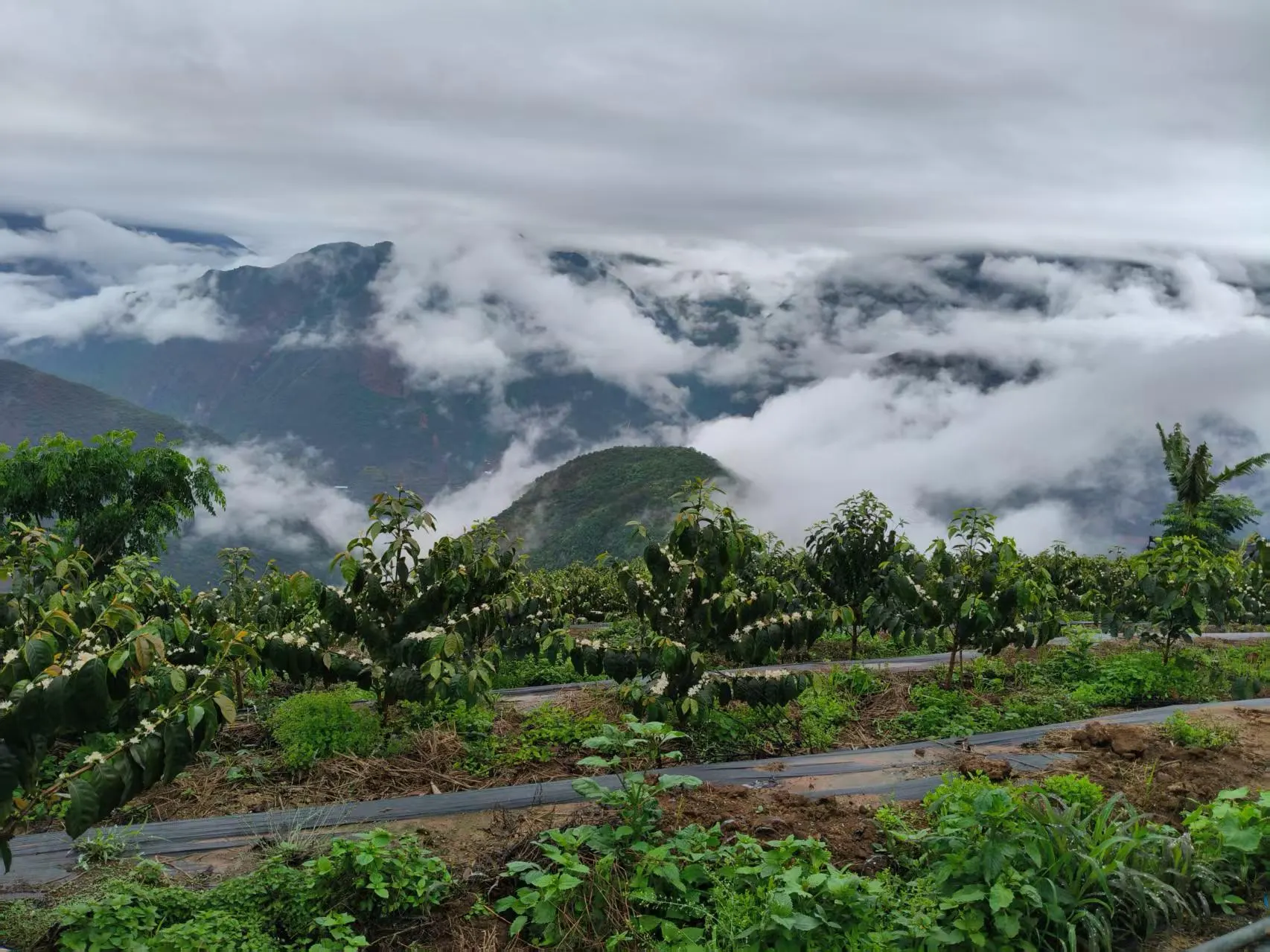 Coffee trees beneath low clouds in the mountains.